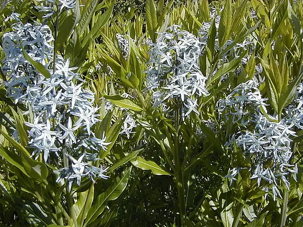 Eastern Bluestar