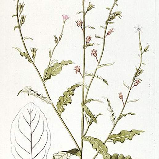 Curled Leaved Tobacco