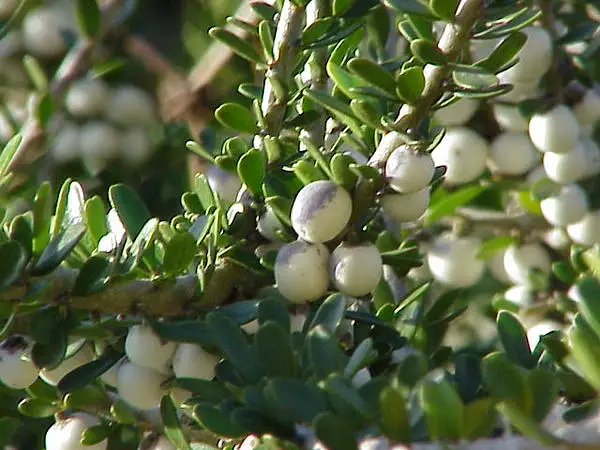 Thick Leaved Mahoe