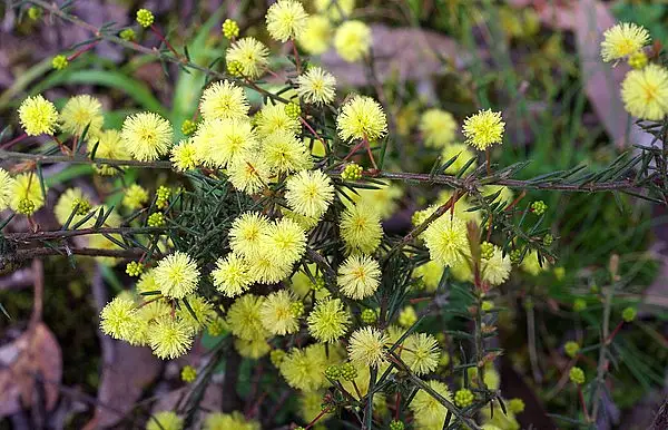 Thin Leaf Wattle