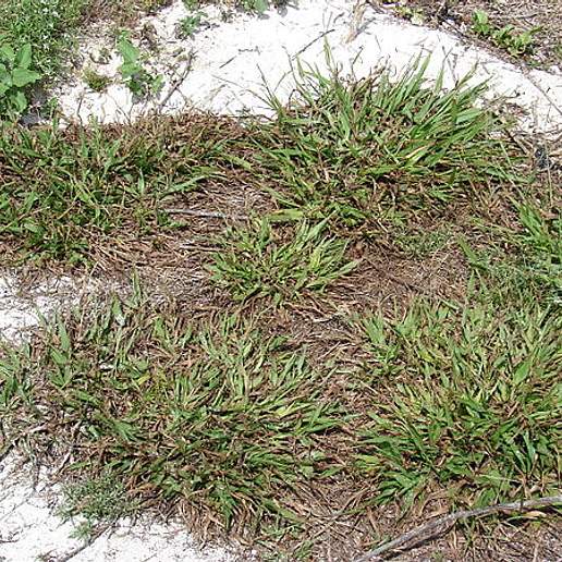 Slender Paspalum
