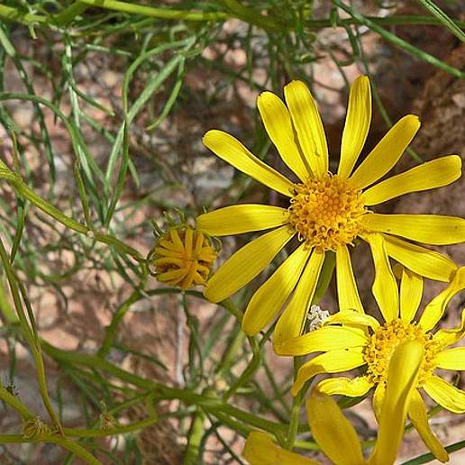 Threadleaf Groundsel