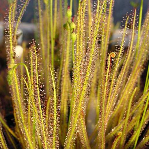 Threadleaf Sundew