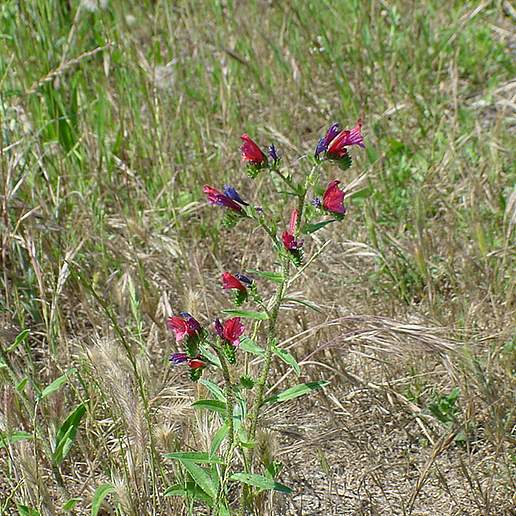 Cretan Viper's Bugloss
