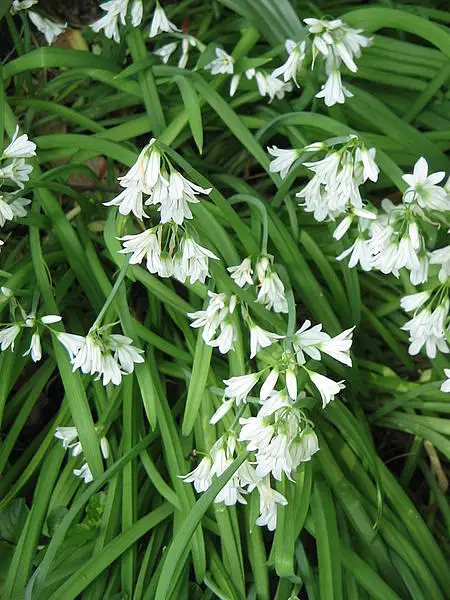 Triquetrous Garlic
