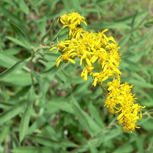 Three Nerve Goldenrod