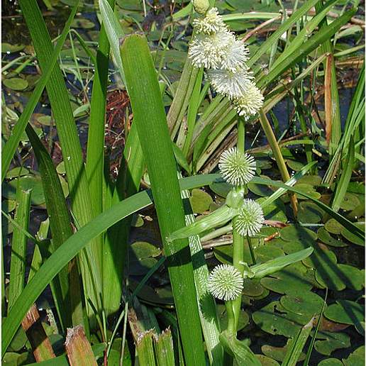 Unbranched Bur Reed