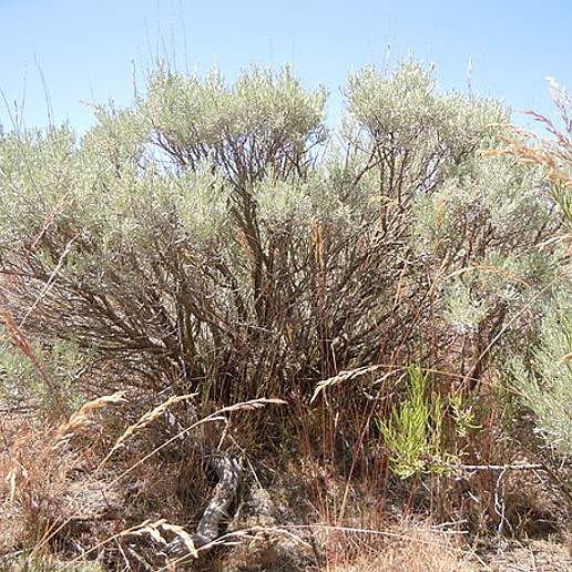Threetip Sagebrush