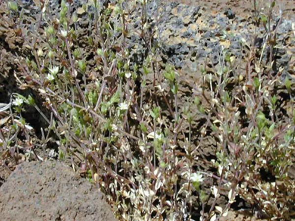 Thymeleaf Sandwort