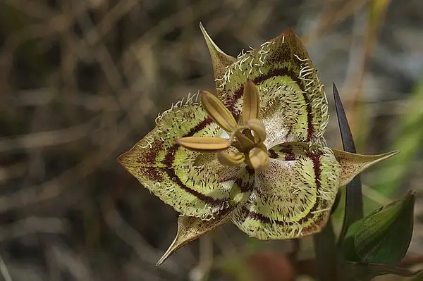 Tiburon Mariposa Lily
