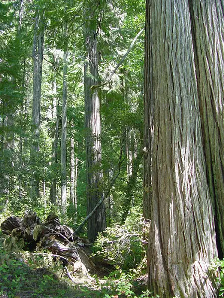 Port Orford Cedar