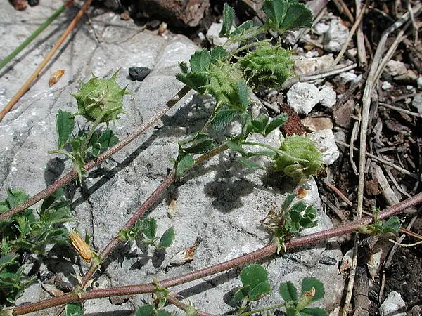 Tifton Burclover