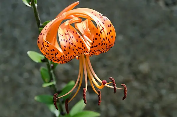 Easter Lily