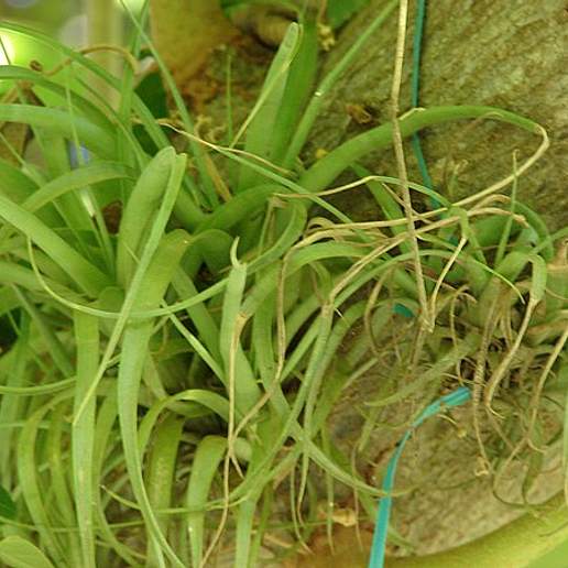 Airplant