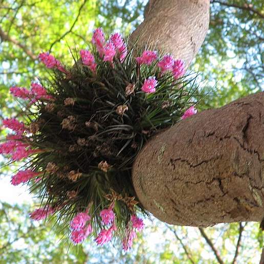 Tillandsia recurvifolia