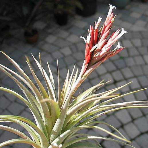 Tillandsia vernicosa