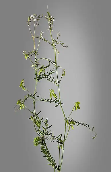 Hairy Vetch
