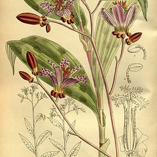 Toad Lily