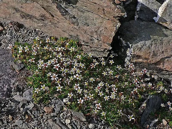 Tolmie's Alpine Saxifrage