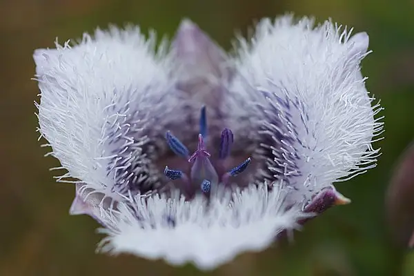 Tolmie's Star Tulip