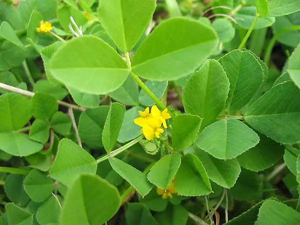 California Bur Clover