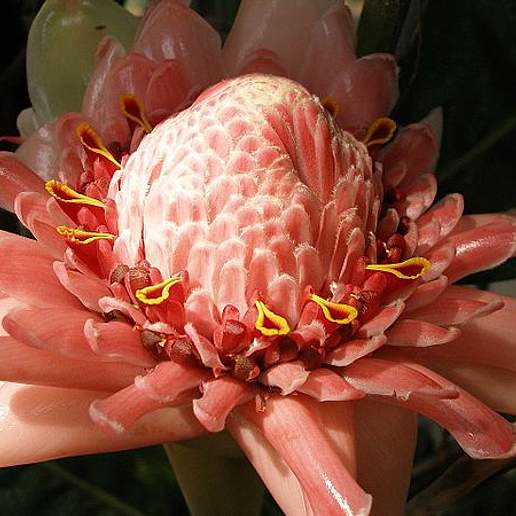 Torch Ginger