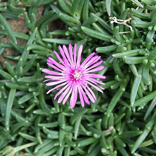 Trailing Iceplant