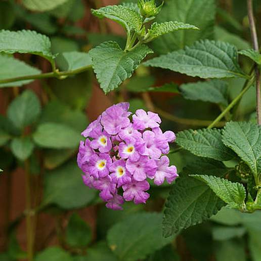Trailing Lantana