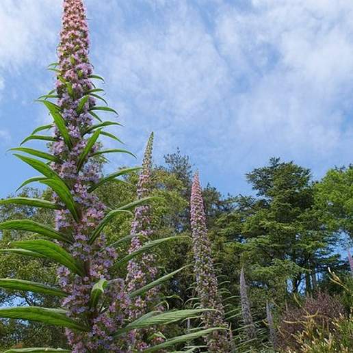 Tree Echium