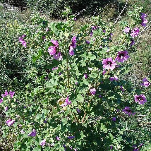 Sea Tree Mallow