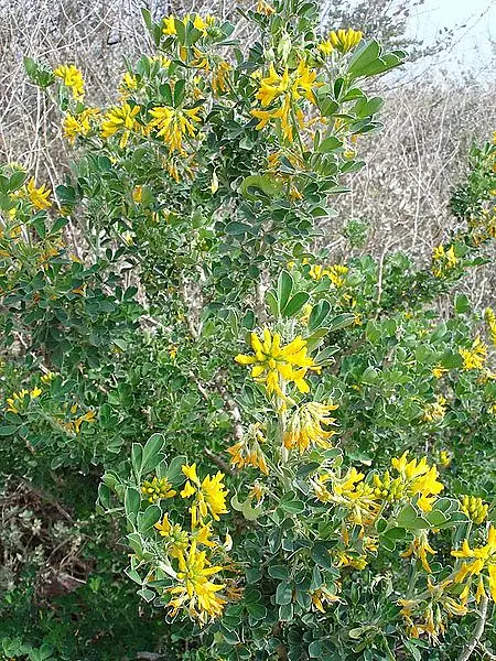 Tree Medick