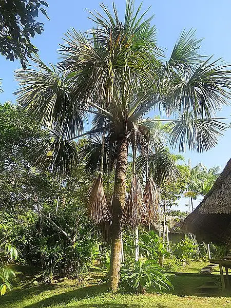 Muriti