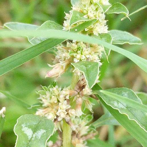 Smartweed Amaranth