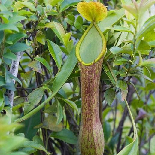 Winged Nepenthes