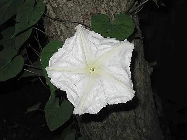 Moonvine