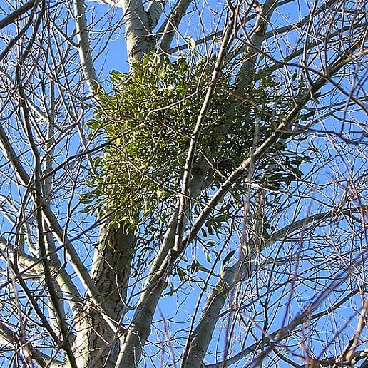 European Mistletoe