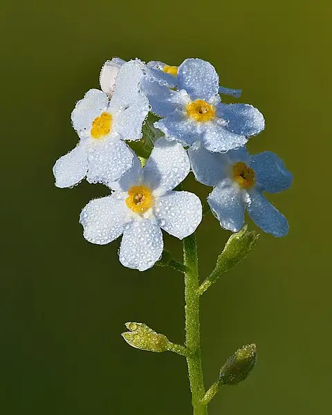 Forget Me Not