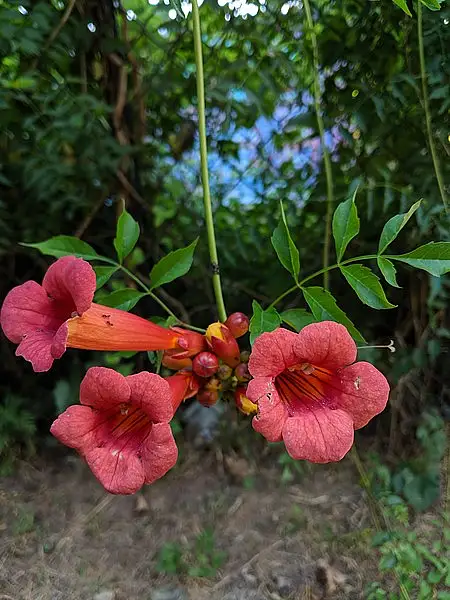 American Trumpet Vine