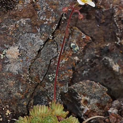 Tufted Saxifrage