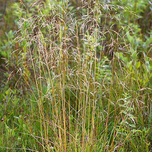 Tufted Hair Grass
