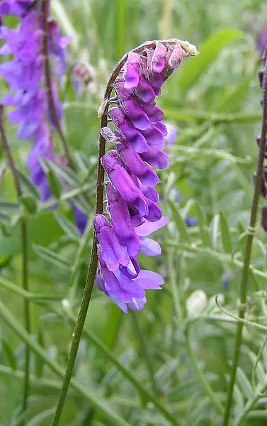 Tufted Vetch