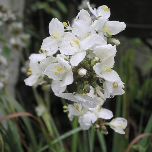 Libertia grandiflora