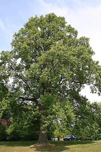 Tuliptree