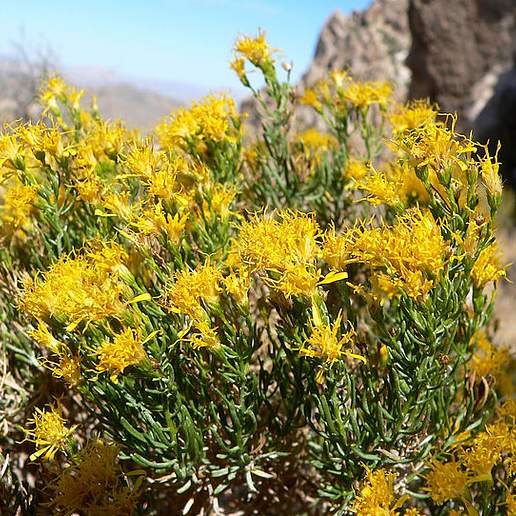 Turpentine Bush