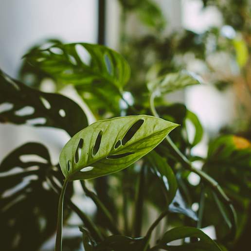 Adanson's Monstera