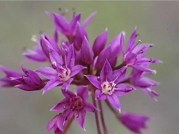 Twincrest Onion
