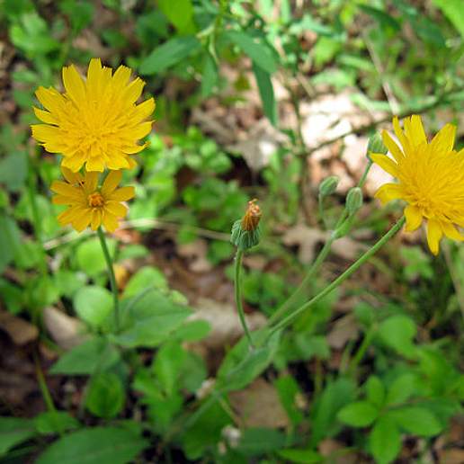 Twoflower Dwarfdandelion