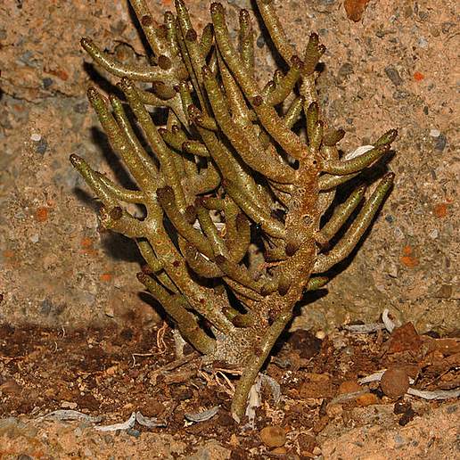 Tylecodon buchholzianus