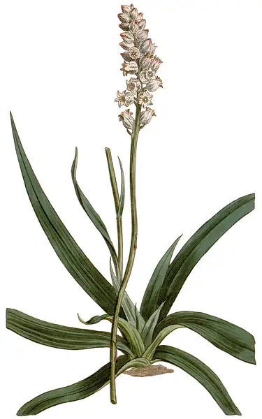 Agueroot