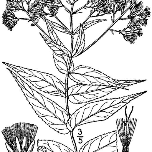 Upland Boneset
